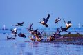 Published Morning drive to Chilika lake at Barkul ( the largest brackish water lake ).
At Chilika take the boat cruies to explore the birds island